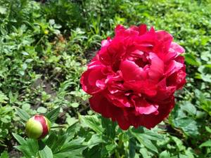 IMG_20190602_105138.jpg