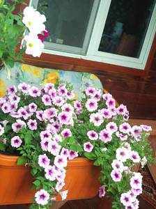 IMG_20190608_183436.jpg