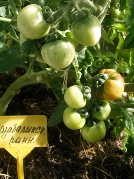 Сороковой Меридиан - 2019 - Страница 5 - Дачные дневники 2019 - tomat-pomidor.com- форум