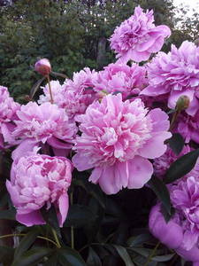 image.thumb.jpeg.7512815cd0346f21ca28457e965b1136.jpeg