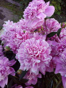 image.thumb.jpeg.84e4924108be3ea5c10e4bbc8b3d95b2.jpeg