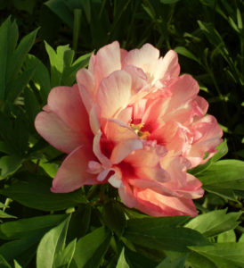 image.thumb.png.37125e0cbb929777cc701a442aa85472.png