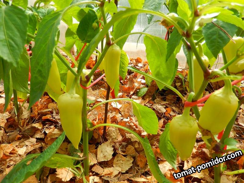 DSCN0208 Перец ХАСКИ от Золушки.JPG