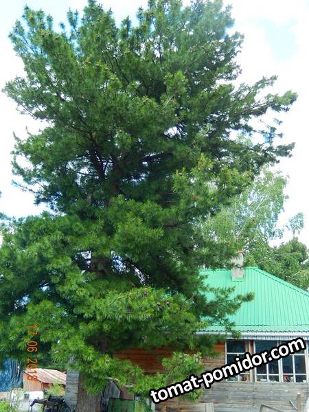 DSCN0392 Кедра соседей 20 м от нашей скамейки.JPG