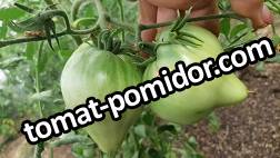 Hay 's