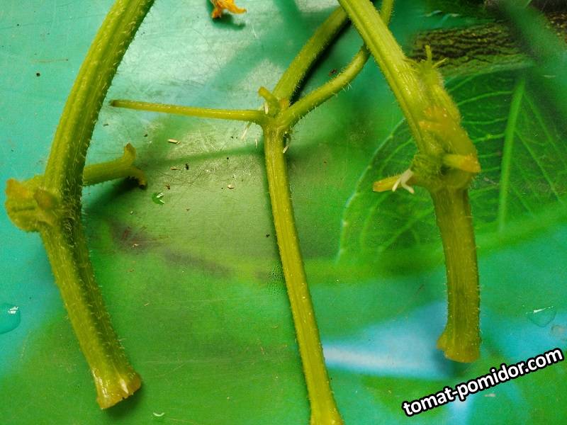 Поставила макушки огурцов на укоренение 21.06