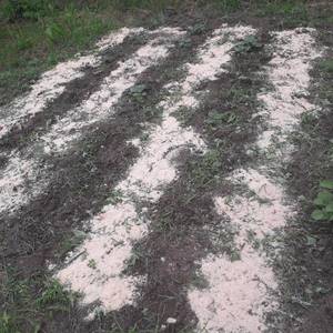 rps20190602_083345.thumb.jpg.0f42f696b0ea8e801e0676fbf6d5faae.jpg