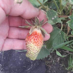 rps20190602_083411.thumb.jpg.66cb411d7d983c01b2bb7fb237c539a7.jpg