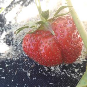 rps20190605_103600.thumb.jpg.48f5d7adf331db8b11fb35822c7cb6dc.jpg