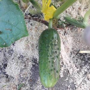 rps20190607_102739.thumb.jpg.b5f04d24a8db47a35f75c165850273b4.jpg