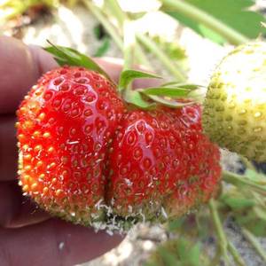 rps20190607_102801.thumb.jpg.3a2baef3f15ec12012e5229d50fcc9fc.jpg