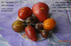 томаты 13-06-19