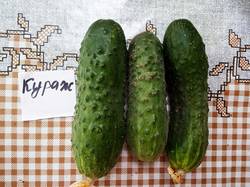 2019-06-22_16-32-22_604 Огурец Кураж F1