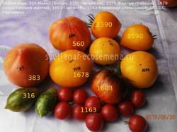 томаты-30-06-19