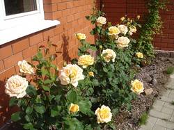 DSC00521.JPG