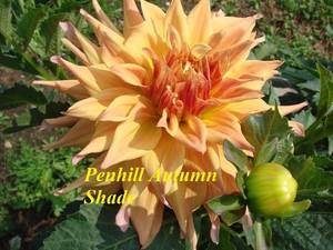 Penhill Autumn Shade.JPG