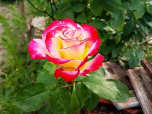 2019-05-19_19-51-08_837.thumb.jpg.a2bb4cfe0f38ba4f83d75470f683b85e.jpg