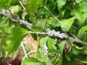 2019-07-14_11-57-27_720.thumb.jpg.36fd9bcdf78d70dd722ee91c6056c468.jpg