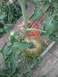 20190710_181837.thumb.jpg.d9d091475a50fd29969ee225948f627f.jpg