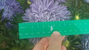 20190728_170912_800x450.thumb.jpg.925b5121a770d658ac00d1ace769680c.jpg