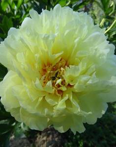 DSC01430.thumb.jpg.c9fbc4f6cda56c36a69163feff4dd0c7.jpg