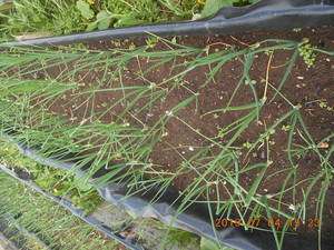 DSCN5858.thumb.JPG.c22c7d30fa0316a5e27ae7cfd6345e6e.JPG