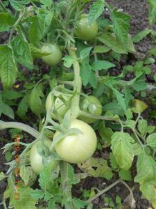 DSCN5901.JPG