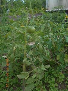 DSCN5904.JPG
