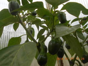 DSCN5909.thumb.JPG.61830146f93700c797905b1500ed6926.JPG