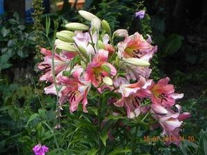 DSCN8327.thumb.JPG.d233b7849d945cf6e4885e32d22328eb.JPG