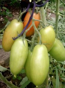 IMAG4387_1.jpg