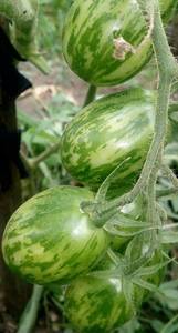 IMAG4389_1.jpg