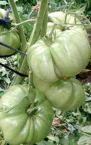 IMAG4391_1.jpg