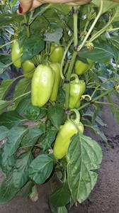 IMG-20190703-WA0036.thumb.jpeg.a6bb01c7df295f6abfc94de2da5aa9b4.jpeg