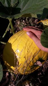 IMG-20190708-WA0014.thumb.jpeg.14e08730bf5a2c92a7db6c4890484ed1.jpeg