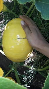 IMG-20190708-WA0015.thumb.jpeg.fd500cb1b66c9dcd2a236804fbb75d23.jpeg