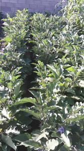 IMG-20190712-WA0034.thumb.jpeg.315fb85ee46d8dd1e5f6f0f31c4a2983.jpeg