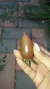 IMG-20190712-WA0076.thumb.jpeg.378eac62109ebfe67ecc1e6715e3801c.jpeg