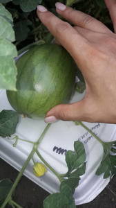 IMG-20190713-WA0014.thumb.jpeg.ef5e39f1d60cd5fad77f1dd658d442d1.jpeg