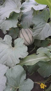 IMG-20190713-WA0029.thumb.jpeg.5d96a1b87b1c31e32a7a0197ba84b1ab.jpeg