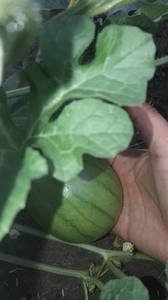 IMG-20190713-WA0036.thumb.jpeg.641f40838d13f10d470fb892ccbdfa93.jpeg