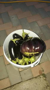 IMG-20190714-WA0043.thumb.jpeg.29298a2fc5ec8f4125a4667ab2be9ace.jpeg