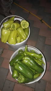 IMG-20190714-WA0046.thumb.jpeg.0f4e119957478efe7cc2c82616a53201.jpeg