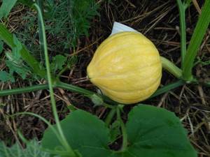 IMG-20190717-WA0014.jpg
