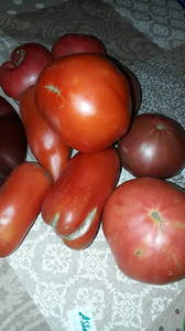IMG-20190722-WA0024.thumb.jpeg.556575b47a150a9810666655cda4efec.jpeg