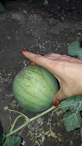 IMG-20190722-WA0038.thumb.jpeg.8064911ceb31ee67a076469d1fb3ea96.jpeg