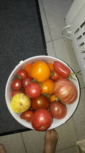 IMG-20190723-WA0003.thumb.jpeg.3b92d7d048fa74da27be7599ef11bb70.jpeg