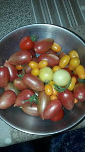 IMG-20190727-WA0020.thumb.jpeg.c0caf83e96412a5cd174fa7fe7076e83.jpeg