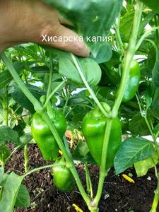 IMG_20190620_172256-780x1040.jpg