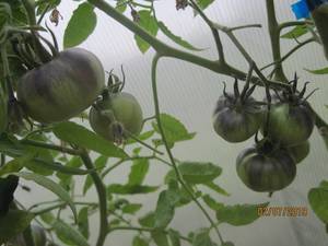 IMG_2162.thumb.JPG.ec434f59ef75788c0856762b6ae7d74a.JPG